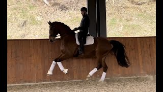 Interdale — 10 year old gelding by Lord LeatherdaleFerro schooling Grand Prix [upl. by Avilo]