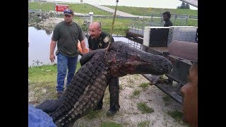 Giant Gators at Nubbins Slough [upl. by Seilenna]