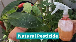 DIY PESTICIDE  HOMEMADE INSECT REPELLANT  Natural Pesticide for Plants  Effective Insecticide [upl. by Maloney]