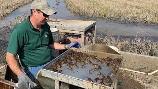 Crawfish in Louisiana [upl. by Netsyrc893]