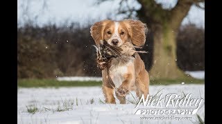 Pheasant Shooting  Working A Young Cocker Spaniel in the Beating Line [upl. by Cherish]