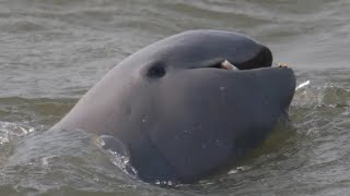 Facts Of A Irrawaddy Dolphin [upl. by Luba]