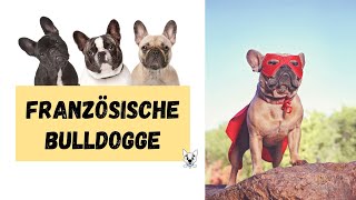 Französische Bulldogge Steckbrief Rassebeschreibung französischebulldogge happypets [upl. by Aihtennek]