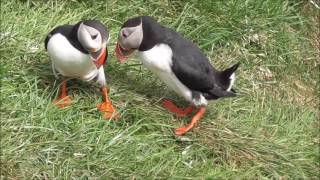 Atlantic Puffin Colony in Iceland [upl. by Aitnohs]