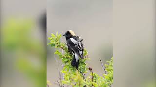 Malheur NWR amp Harney County May 24’  Bird Photography [upl. by Aras]