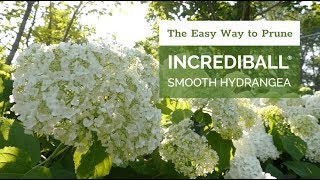 The Easy Way to Prune Incrediball® Hydrangea [upl. by Eel]