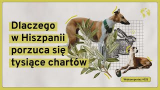 Dlaczego w Hiszpanii porzuca się tysiące chartów Dział Zagraniczny Reportaż025 [upl. by Nosaj]