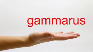 How to Pronounce gammarus  American English [upl. by Cristiona]