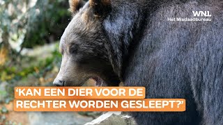 Kan een dier voor de rechter worden gesleept [upl. by Grimaud658]