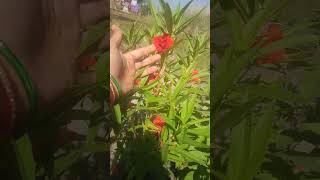 Balsam plant garden balsam shorts ytshorts plants gardening [upl. by Sparks]