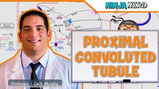 Renal  Proximal Convoluted Tubule [upl. by Ieluuk]