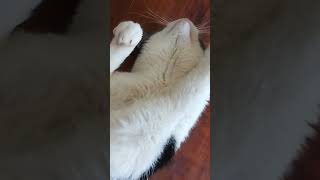 Cats like belly rubs too MeowMeow loves them subscribe cat comment like [upl. by Saleme]