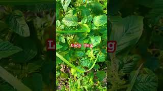 Ada Lady Bug yang cantik livesteamwithyoutube [upl. by Lussier34]