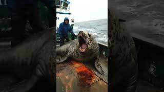 Here Come the Seals  Playful Marine Life Animation Seals MarineLife OceanAnimation SealAnimatio [upl. by Keefe]