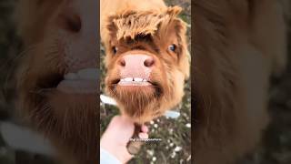 Mini Highland Cows  The Priciest Pets [upl. by Intirb]