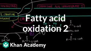 Fatty Acid Oxidation  Part II [upl. by Frodeen]