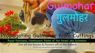 How to PROPAGATE Flame of the Forest aka Gulmohar गुलमोहर from Cuttings [upl. by Michella]