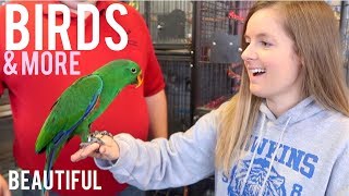 My Favorite Pet Store Tour amp Holding Birds [upl. by Aitret651]