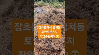 양평농사주아가을일상관리지속수확멍구독귀촌꿀팁좋아요초보농사주말농장농부자연친환경열심히설명키우기농작물방법놀기힐링여유건강기다림경험 [upl. by Assiral]