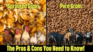 Sprouted Grain vs Pure Grain  Which is Better for Your Livestock [upl. by Inal199]