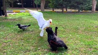 Cat fights with seagulls and crows to eat [upl. by Selassie]