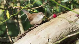 Cettis zanger Cettis warbler Seidensänger Bouscarle de Cetti [upl. by Aicemaj303]