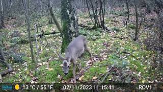 Bad Benteim Germany wildlife  79 deer hurry hurry [upl. by Ahsatsan]