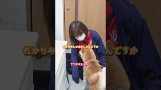 しゃべる犬。怒られて反論する豆柴フク 犬 しゃべる犬 喋る犬 かわいい おもしろ 豆柴 柴犬 [upl. by Valencia35]