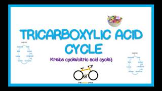 TRICARBOXYLIC ACID CYCLE KREBS CYCLE simplified [upl. by Eirrahs]