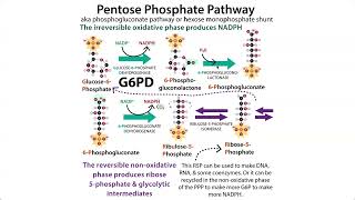 The Pentose Phosphate Pathway HMP shunt amp G6PD deficiency Favism [upl. by Lenoil]