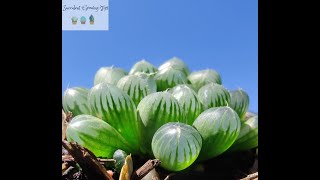 Haworthia cooperi var truncata aka obtusa Quick Overview amp Care Tips [upl. by Neomah732]