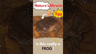 The Toad That BURSTS Out Its Back Surinam Toad Explained [upl. by Otilesoj378]