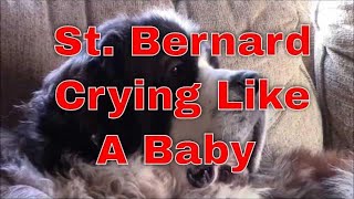 St Bernard Dog Crying for Attention [upl. by Natek429]