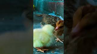 Baby Chicks Fighting Short 😱😱😱🐥🐥🐥 shorts birds chicken [upl. by Marvella]