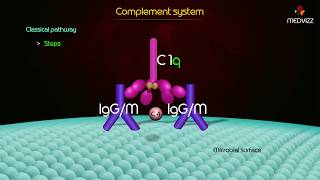 complement pathway Animation  Classial Pathway  Alternative pathway  Lectin pathway [upl. by Franciscka]