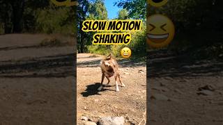 Our pup shaking it off in slow motion shake shakeitoff dog wetdog [upl. by Abdulla]