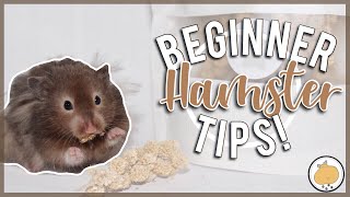 3 TIPS BEFORE BRINGING A HAMSTER HOME 🐹  Hamster Care [upl. by Katusha516]