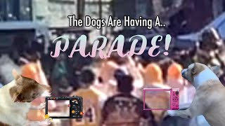 The Dogs Are Having A PARADE Again [upl. by Gierc]