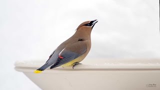 Cedar Waxwing [upl. by Edieh]