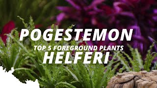 Pogostemon Helferi What are the most popular foreground plants  Part 2  5 [upl. by Cotterell]