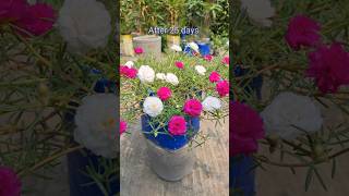 How to make moss rose plant bushy shorts [upl. by Shay]