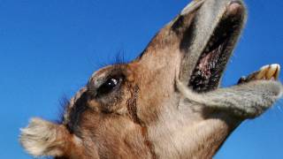 The Amazing Dromedary Camel [upl. by Eben]