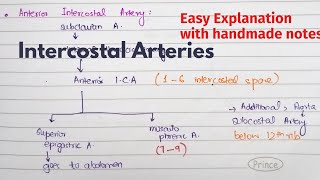 Intercostal Arteries  Course Relations  Arterial Supply of thorax  Thorax Anatomy [upl. by Ellemaj]