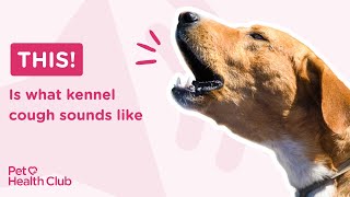 What is kennel cough and what does is sound like Get the facts [upl. by Nenad610]