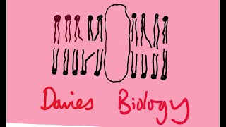 14 Enzyme Activity A Colorimetric Method [upl. by Pinette]