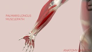 Palmaris Longus Musclepath 3D Animation [upl. by Htes]