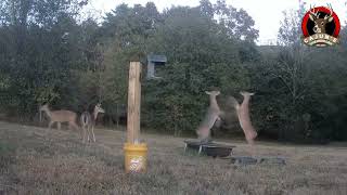 Whitetail Deer Night at Caqjuns Live Deer Cam Sept 20 2024 [upl. by Airpac978]