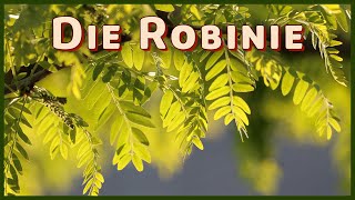 Die Robinie  Baum der Zukunft Rettung für den Wald Robinia pseudoacacia [upl. by Burack]