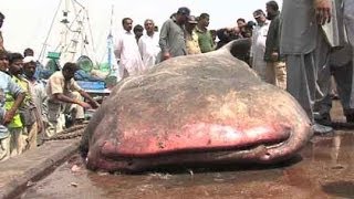 Dunya NewsKarachi fishermen catch 3500 KG 18feet shark [upl. by Ahsinan]