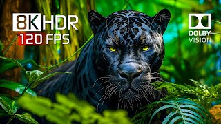 Best of Dolby Vision for 2024  8K HDR Video ULTRA HD 120FPS [upl. by Iphigeniah]